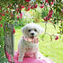 Elegant little tail Dog Collar with Flower, Floral Print Pet Collar Flower Dog Collar Summer Cute Dog Collar Adjustable Dog Collar for X-Large Dog...