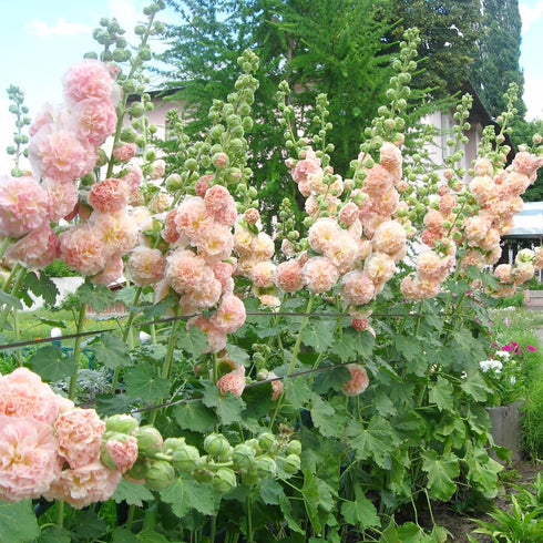 Apricot Peach Parfait Seeds Attracts Butterflies & Hummingbirds Showy Wall-Side Fences Outdoor Beds Borders 75Pcs Flower Seeds by YEGAOL Garden...