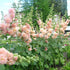 Apricot Peach Parfait Seeds Attracts Butterflies & Hummingbirds Showy Wall-Side Fences Outdoor Beds Borders 75Pcs Flower Seeds by YEGAOL Garden...