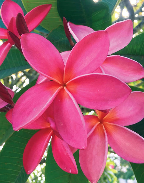 Island Soap and Candle Works Plumeria Blossom Scented Body Lotion for Men and Women, Paraben Free Body Moisturizer - Hydrating Hawaiian Skincare -...