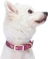 Blueberry Pet 4 Colors Glam Life Gold Stamping Lace Adjustable Dog Collar in Cerise Pink, Neck 7.5-10", for Small Breed...