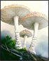 Posterizer 1 pcs-botanical illustration of two parasol mushrooms -1-Floral & Botanical Art-Teachers & Classrooms-Living Room Bedroom Decor- unfram...