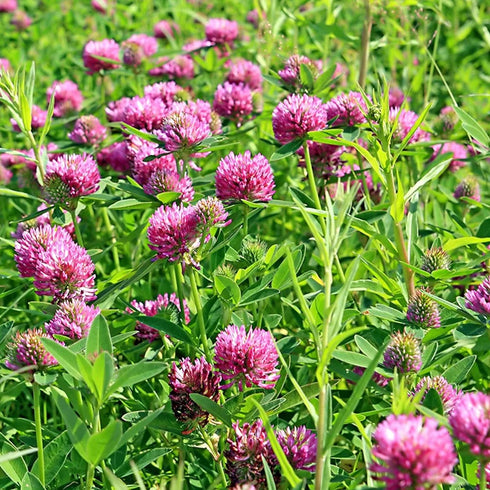 Earthborn Elements Red Clover, 200 Capsules, Pure & Undiluted, No Additives...