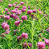 Earthborn Elements Red Clover, 200 Capsules, Pure & Undiluted, No Additives...