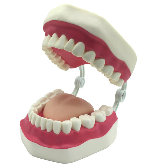 Dental Teeth Care Model with Toothbrush,32 Teeth,Kouber Human Anatomical Model,4"x 5" x 7"...