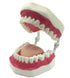 Dental Teeth Care Model with Toothbrush,32 Teeth,Kouber Human Anatomical Model,4"x 5" x 7"...