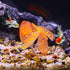 VOCOSTE Soft Silicone Glowing Aquarium Simulation Coral with Sucker, Fluorescence Aquatic Artificial Water Plants for Fish Tank Decoration, Orange...
