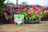 Miracle-Gro Quick Start Planting Tablets...