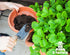 Organic Potting Soil Mix 1qt for Strawberry Plant and All Indoor Herb Houseplants...