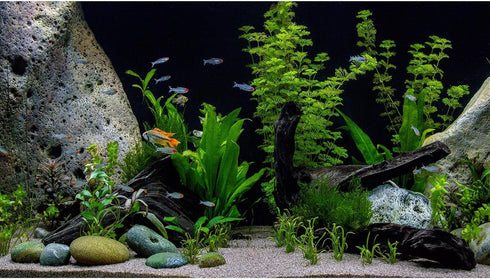 Aquarium Background Roots Cobblestone Underwater Various Aquatic Plants Terrarium Background Jungle Stones Style Aquarium Backdrop Fish Tank Backg...