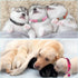 Puppy Collars-12 Pack Puppy Collars for Litter, Adjustable Puppy ID Collars Soft Nylon Whelping Collars for Newborn Litter Puppy Pets (Colorful Pu...