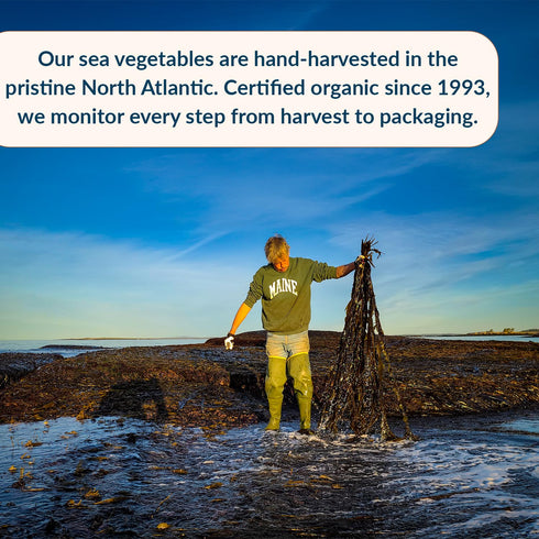 Maine Coast Sea Vegetables Kombu Sugar Kelp Leaf Bag | Organic Seaweed | Low Sodium Salt Alternative | Rich in Iodine | Ideal for Soups, Salads, C...