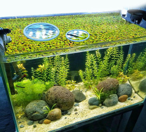 5pcs Aquarium Floating Plant Rings, Foam Round Fish Feeding Rings 5 Size Floating Plant Corral Fish Tank Food Ring Keep Floating Plants in Place (...