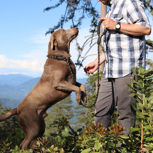 WePet Dog Training Slip Leash, No Pull, Durable Reflective Lead, Puppy Heavy Duty Loop Rope, Comfortable Handle, 6 ft, 3/8 inch, diam. Black/White...