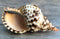 Conch Shell Decor - Seashell Decor - 8-9" Large Triton Sea Shell - Shells for Decoration - Large Seashells for Crafts - Magic Conch Shell Room Déc...