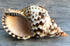 Conch Shell Decor - Seashell Decor - 8-9" Large Triton Sea Shell - Shells for Decoration - Large Seashells for Crafts - Magic Conch Shell Room Déc...