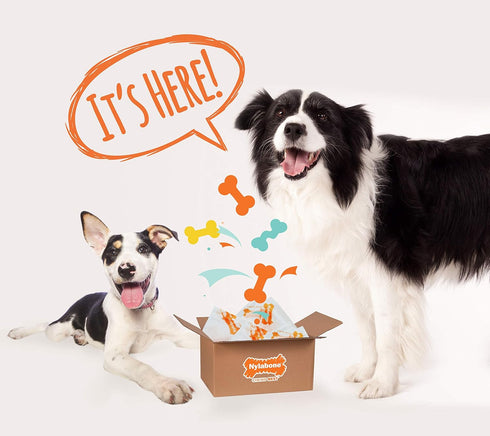 Nylabone Chew Toy Dog Surprise Box Variety Small/Regular (1 Count)...