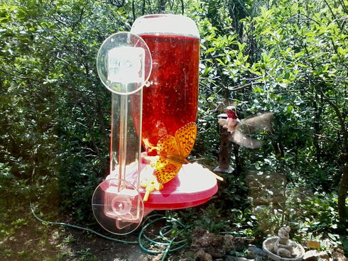 Gadjit Hummingbird Window Feeder, Fun Project for Kids at Home (Red)"...