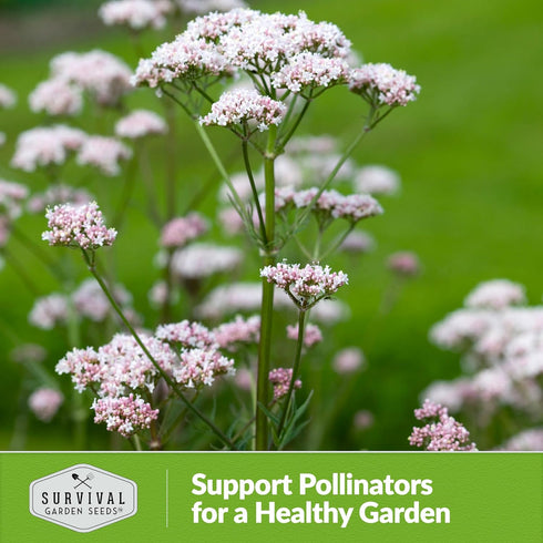Valerian Seeds for Planting - 1 Packet with Instructions to Plant and Grow Medicinal Herb Valeriana Officinalis in Your Home Herb Garden - Non-GMO...