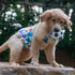 CuteBone Dog Diapers Male Medium for Puppy Potty Training, Comfortable&Leakproof, 3 Pack, DM09M...
