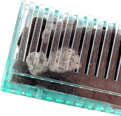 Penn-Plax Small World Aquarium Filter – Comes with a Disposable Media Cartridge – Safe for Freshwater and Saltwater Setups (SWF1)...