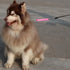 Traffic Dog Leash Dog Training Leash Pet Dog Traffic Grab Handle Dog Grab Tab Training Tab (Rosered & Purple)...