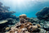 Aquarium Background Underwater Various Cora Reef Sunlight Terrarium Background Seafloor Landscape Aquarium Undersea Reef Rock Fish Tank Backdrop D...