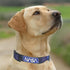 NASA PET Collar Dog Collar, Size Small Space Collar for Dogs & Cats. A Shiny & Colorful Cat Collar & Dog Collar with The NASA Logo and Design...