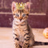 PET SHOW 2pcs Small Dog Crown Headband Puppies Rabbit Cat Hat for Birthday Party Silver Gold Rhinestone Faux Pearl Crown for Boy Girl Wedding Hair...
