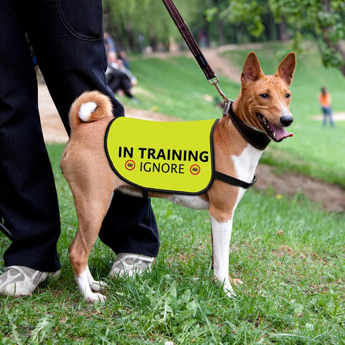 Training Dog Jacket Vest in Training Ignore Dog Vest Dog Walking Slogan Warning Vest (in Training Ignore-Large)...