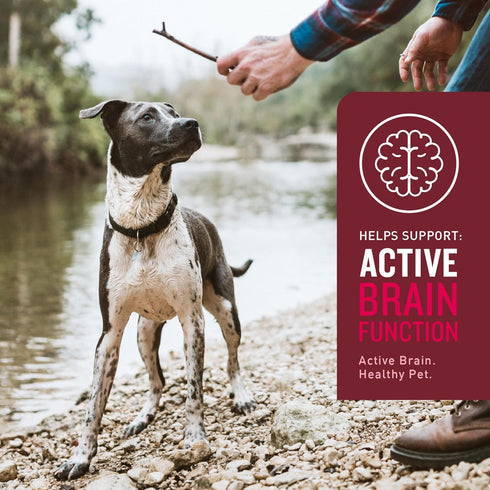 VetIQ Multivitamin Supplement for Dogs, Supports Active Brain Function, Immune System, and Digestive System, Hickory Smoke Flavored Dog Multivitam...