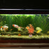 Aquarium Decoration, Aquarium Plastic Plants Decoration for Aquarium Fish Tank,4.72Inch(Orange,2Pcs)...