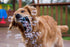 Puppy Love Bubbles, Peanut Butter Scented Bubbles 4oz. Bottle-2 Pack in Peanut Butter Flavor for Dogs...