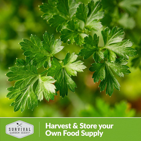 Survival Garden Seeds - Giant of Italy Parsley Seed for Planting - Packet with Instructions to Plant and Grow Italian Flat Leaf Parsley Herbs in Y...