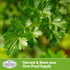 Survival Garden Seeds - Giant of Italy Parsley Seed for Planting - Packet with Instructions to Plant and Grow Italian Flat Leaf Parsley Herbs in Y...