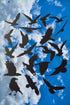 Reusable Birds Stencil 8.5" x 11" - Custom Crow, Seagull, Eagle Design for Nature-Inspired Crafts...