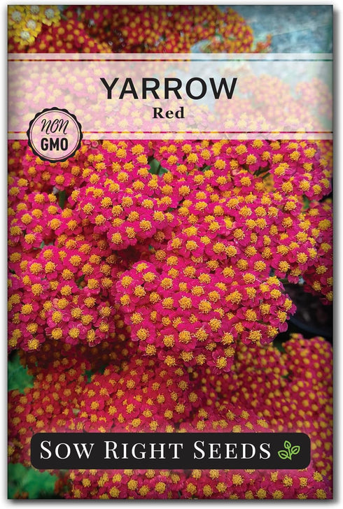 Sow Right Seeds - Achillea Yarrow Red Seeds for Planting - Flowering Herb to Plant in Your Home Garden - Non-GMO Heirloom Packet with Instructions...