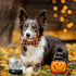 ADOGGYGO Halloween Dog Collar with Bow, Adjustable Plaid Dog Collars with Removable Bowtie Orange Purple Plaid Halloween Collars for Medium Dogs P...