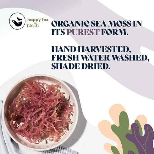 HAPPY FOX Organic Sea Moss Raw Purple - Makes 75oz of Seamoss Gel Rich in Phytonutrients & Minerals, Certified Non-GMO, Wildcrafted, Superfood - 1...