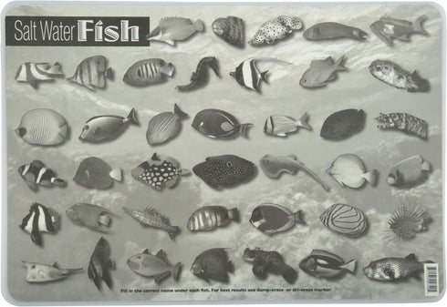Painless Learning Saltwater Fish Placemat, 12 x 17 1/2 inches...