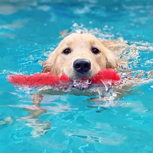 Nylabone Springa Interactive Dog Toy – Lightweight Flexible Floatable Dog Tug Toy for Creative Play & Dog Exercise...