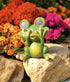 Solar Powered Frog Outdoor LED Garden Light Decor (SEE - NO)...