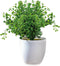 WHW Whole House Worlds Realistic Faux Baby Oregano, Potted Plant, Houseplant, Kitchen, Lushly Leafed, White Pot, Plant Diameter is 6 Inches x 9 3/...