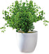 WHW Whole House Worlds Realistic Faux Baby Oregano, Potted Plant, Houseplant, Kitchen, Lushly Leafed, White Pot, Plant Diameter is 6 Inches x 9 3/...