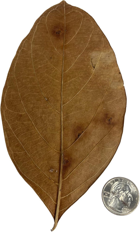 Pack of 10 Jackfruit Leaves 7 inch Botanical Leaves for Aquarium Fish, Shrimp & Terrarium Pets - Mineral Source, Decor & Healthy Environment, Brow...