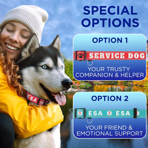 TECEUM Reflective Pet Collar – Purple – L – Extra Soft Padding – Basic Nylon Dog Collar – Quick Release Buckle – Fits Small, Medium and Large Dogs...