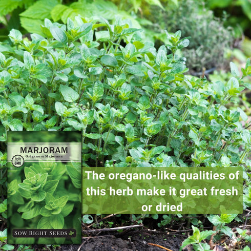 Sow Right Seeds - Marjoram Seeds for Plantin - Non-GMO Heirloom Packet with Instructions to Grow A Beautiful Herb Garden - Plant Indoors and Outdo...