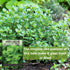 Sow Right Seeds - Marjoram Seeds for Plantin - Non-GMO Heirloom Packet with Instructions to Grow A Beautiful Herb Garden - Plant Indoors and Outdo...