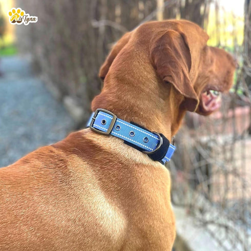 ADITYNA Ultra Comfortable Soft Neoprene Padded Dog Collar for Extra-Small Dogs...