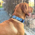 ADITYNA Ultra Comfortable Soft Neoprene Padded Dog Collar for Extra-Small Dogs...